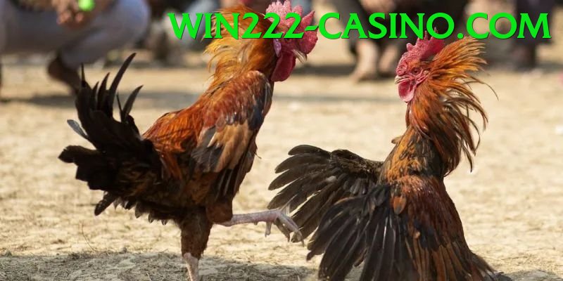 Đá Gà Trực Tiếp - win222